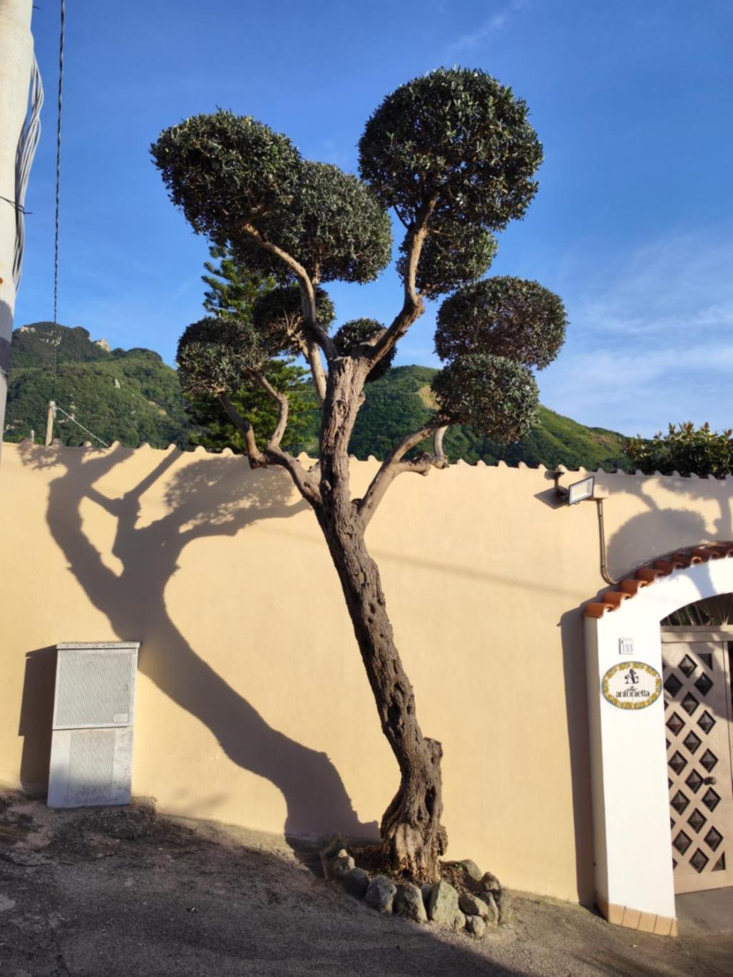 Villa Antonietta Ischia Exteriör bild
